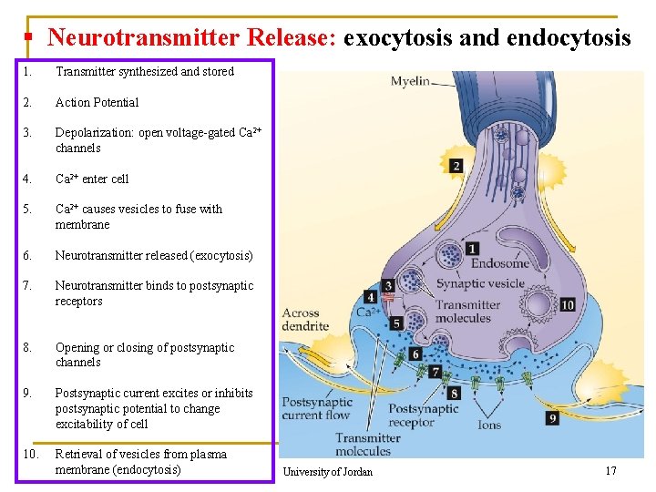 § Neurotransmitter Release: exocytosis and endocytosis 1. Transmitter synthesized and stored 2. Action Potential