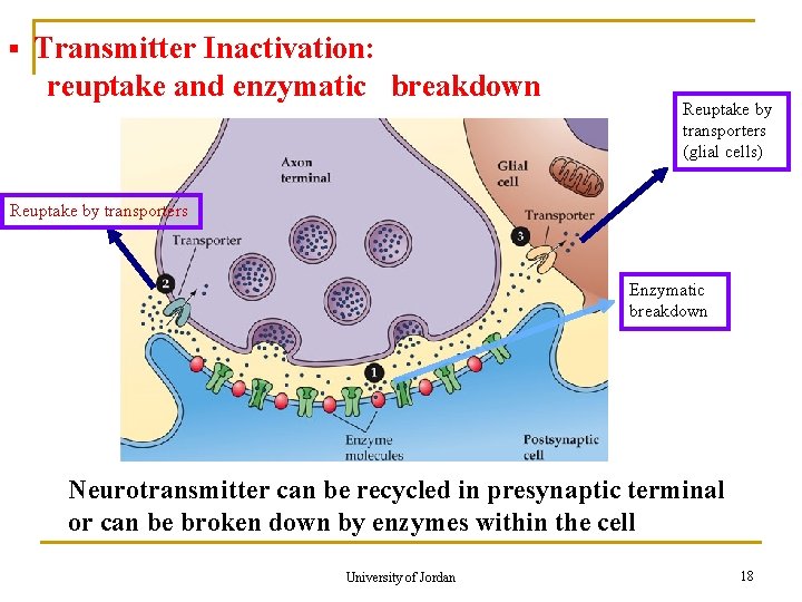 § Transmitter Inactivation: reuptake and enzymatic breakdown Reuptake by transporters (glial cells) Reuptake by