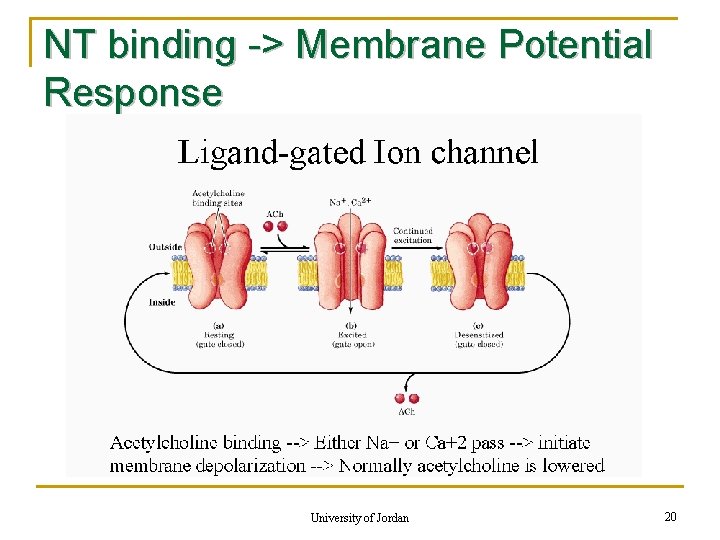 NT binding -> Membrane Potential Response University of Jordan 20 
