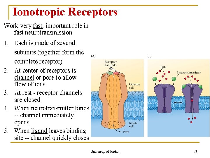 Ionotropic Receptors Work very fast; important role in fast neurotransmission 1. Each is made