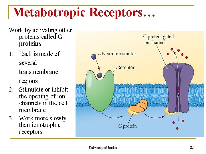 Metabotropic Receptors… Work by activating other proteins called G proteins 1. Each is made