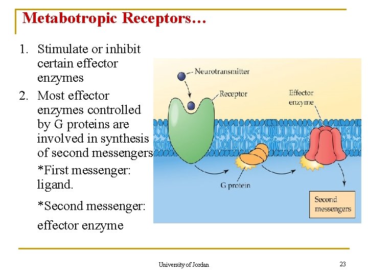 Metabotropic Receptors… 1. Stimulate or inhibit certain effector enzymes 2. Most effector enzymes controlled