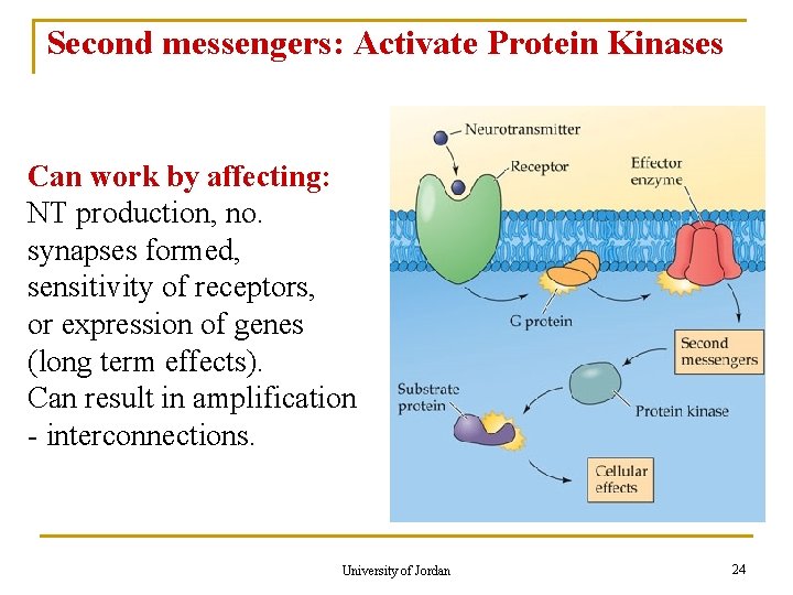 Second messengers: Activate Protein Kinases Can work by affecting: NT production, no. synapses formed,