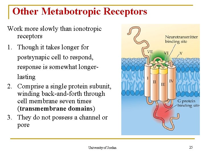 Other Metabotropic Receptors Work more slowly than ionotropic receptors 1. Though it takes longer