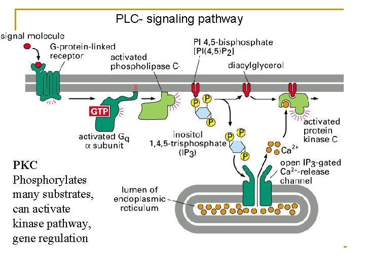 PLC- signaling pathway PKC Phosphorylates many substrates, can activate kinase pathway, gene regulation 