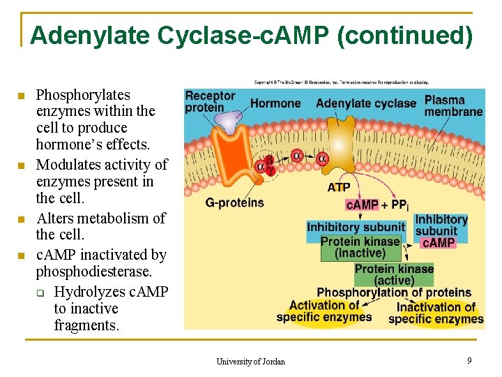 Adenylate Cyclase-c. AMP (continued) n n Phosphorylates enzymes within the cell to produce hormone’s