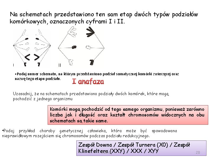 Na schematach przedstawiono ten sam etap dwóch typów podziałów komórkowych, oznaczonych cyframi I i