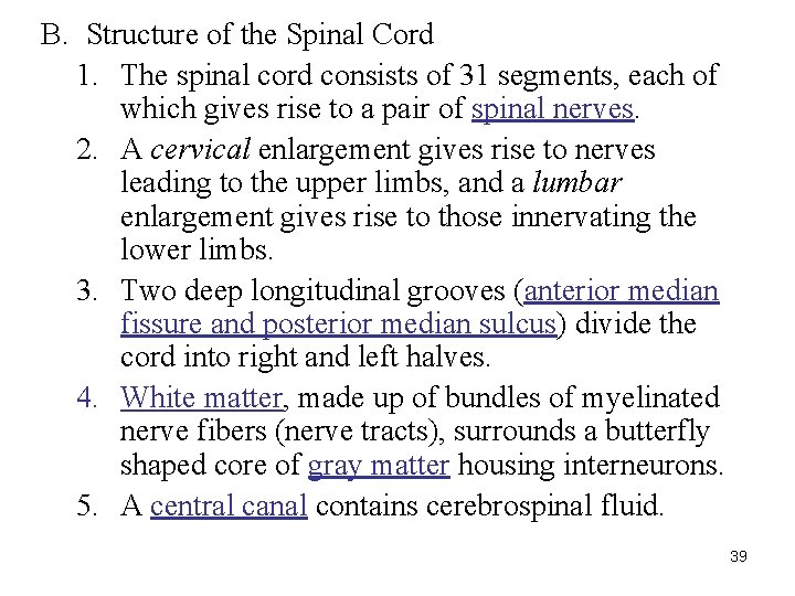 B. Structure of the Spinal Cord 1. The spinal cord consists of 31 segments, B. Structure of the Spinal Cord 1. The spinal cord consists of 31 segments,