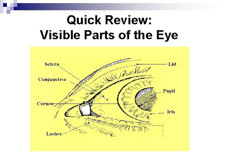 Quick Review: Visible Parts of the Eye 