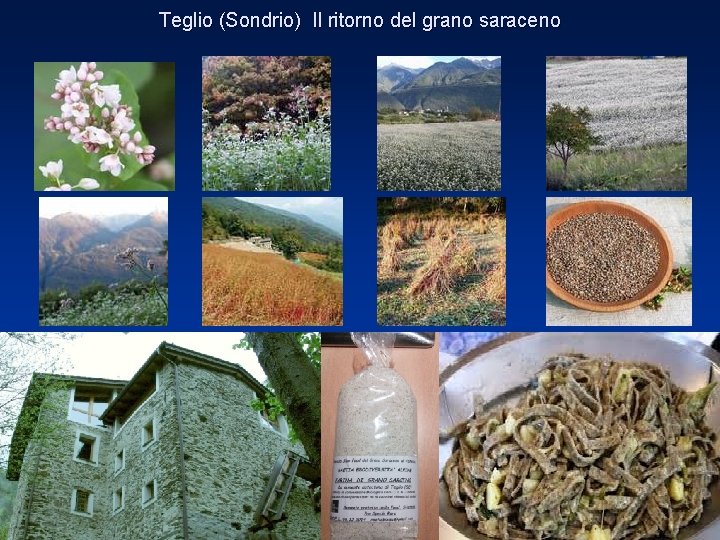 Teglio (Sondrio) Il ritorno del grano saraceno 