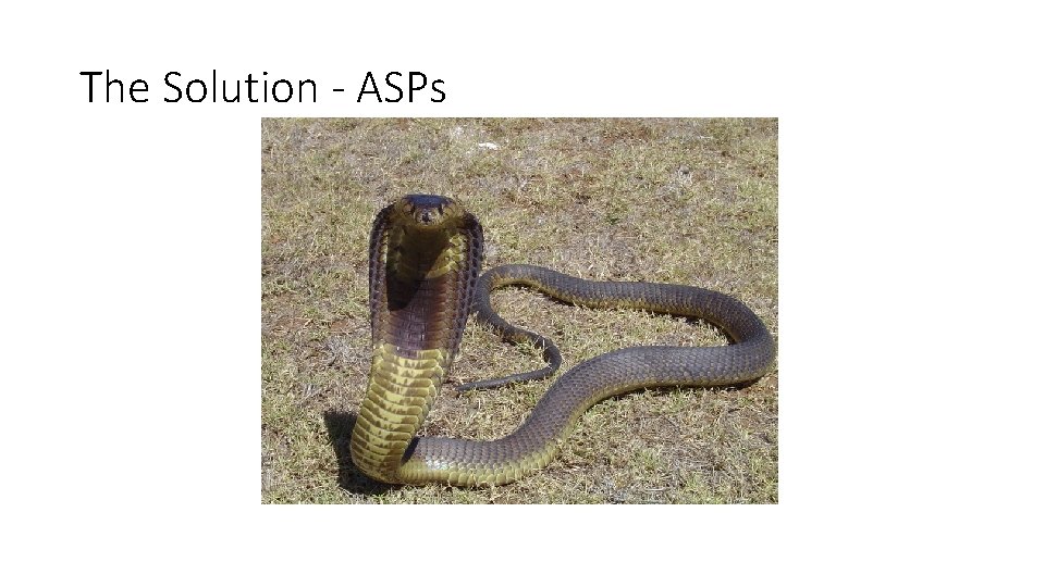 The Solution - ASPs 