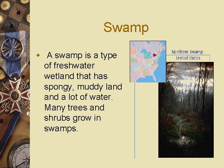 Swamp w A swamp is a type of freshwater wetland that has spongy, muddy