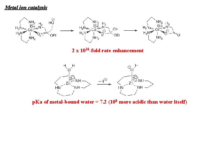 Metal ion catalysis 2 x 1016 -fold rate enhancement p. Ka of metal-bound water