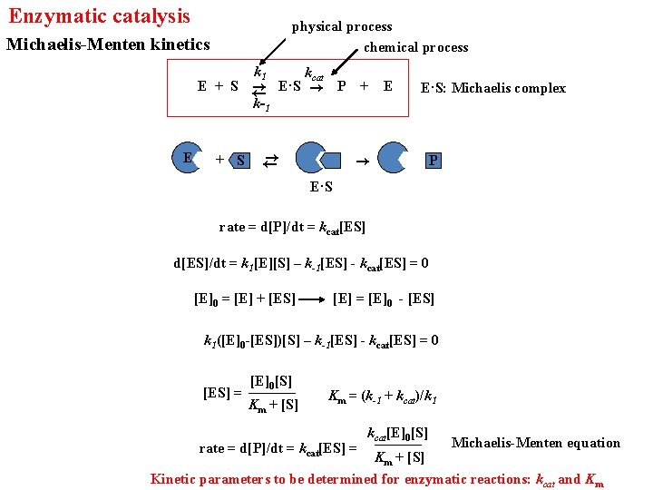 Enzymatic catalysis physical process chemical process Michaelis-Menten kinetics k 1 E kcat E +