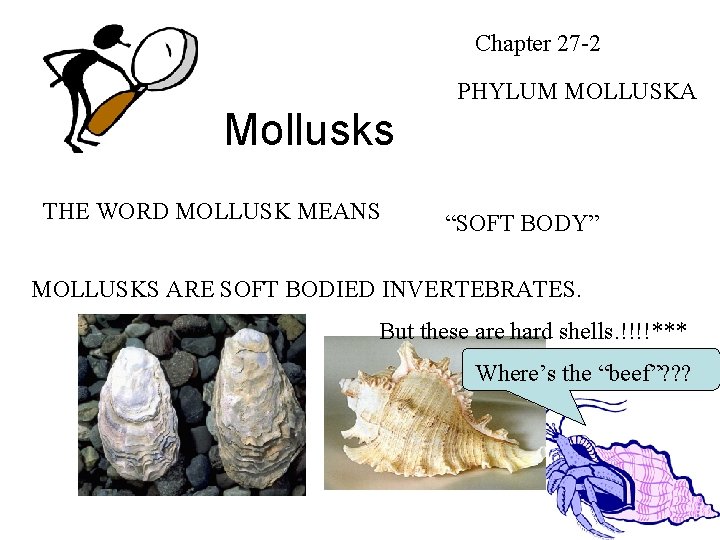 Chapter 27 -2 PHYLUM MOLLUSKA Mollusks THE WORD MOLLUSK MEANS “SOFT BODY” MOLLUSKS ARE