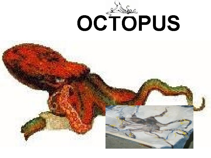 OCTOPUS 