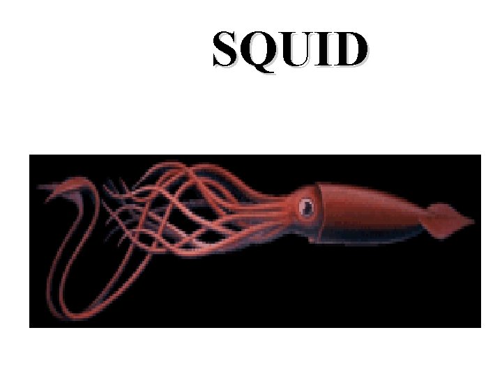 SQUID 