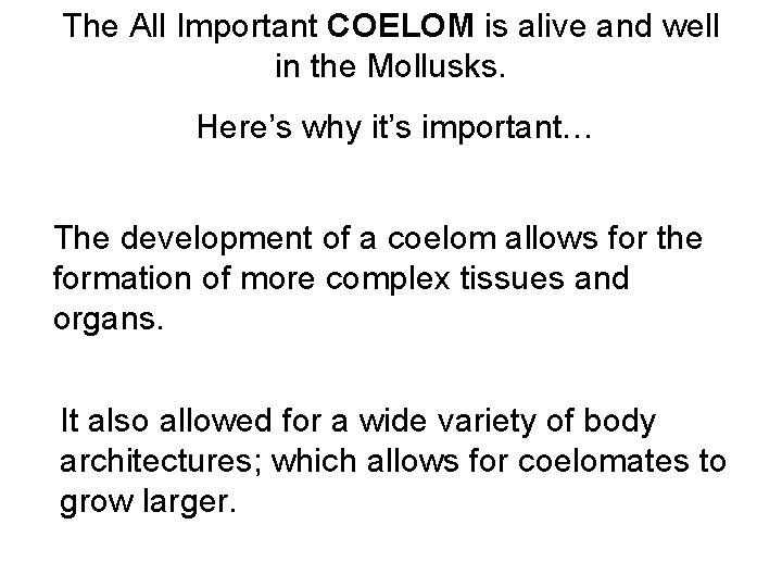 The All Important COELOM is alive and well in the Mollusks. Here’s why it’s