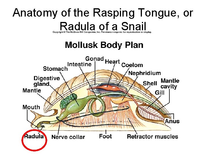 Anatomy of the Rasping Tongue, or Radula of a Snail 