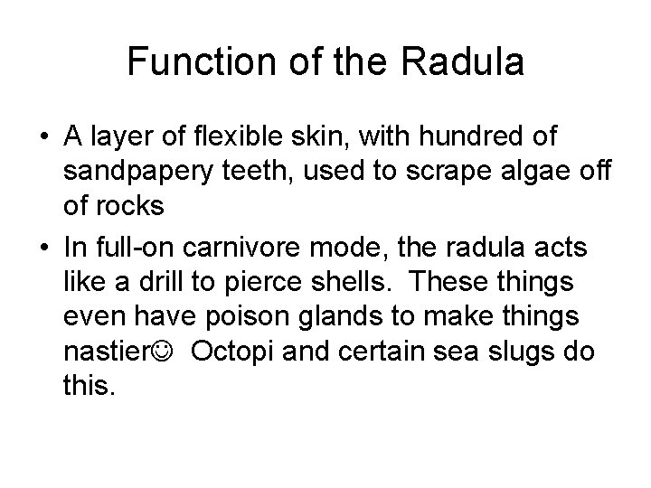 Function of the Radula • A layer of flexible skin, with hundred of sandpapery