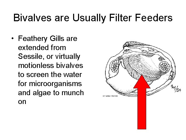 Bivalves are Usually Filter Feeders • Feathery Gills are extended from Sessile, or virtually
