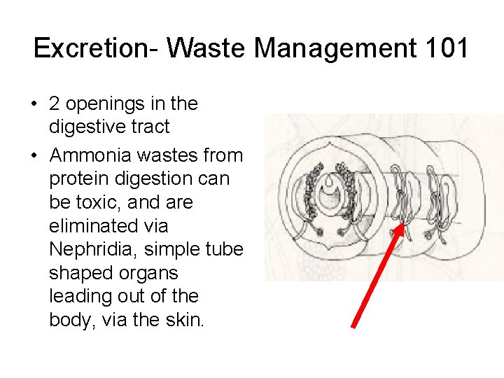 Excretion- Waste Management 101 • 2 openings in the digestive tract • Ammonia wastes