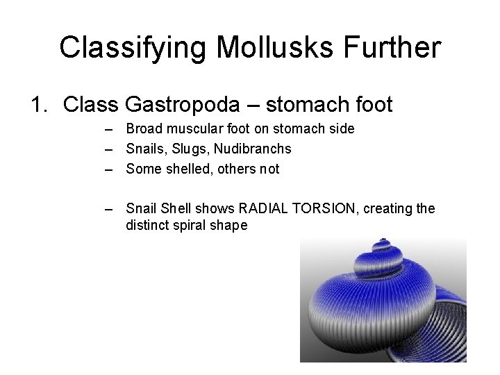 Classifying Mollusks Further 1. Class Gastropoda – stomach foot – Broad muscular foot on