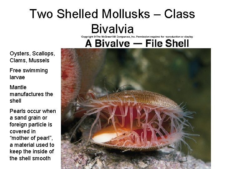 Two Shelled Mollusks – Class Bivalvia Oysters, Scallops, Clams, Mussels Free swimming larvae Mantle