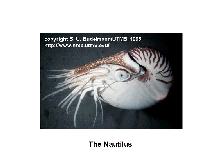 The Nautilus 