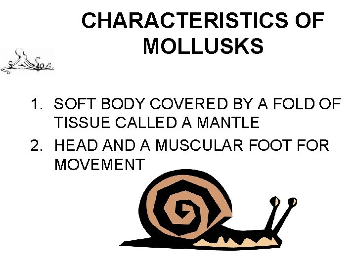 CHARACTERISTICS OF MOLLUSKS 1. SOFT BODY COVERED BY A FOLD OF TISSUE CALLED A