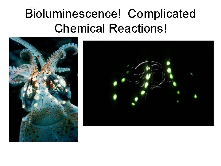 Bioluminescence! Complicated Chemical Reactions! 