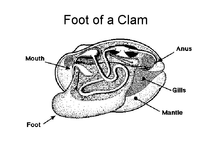 Foot of a Clam 