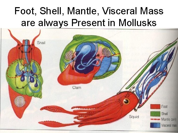 Foot, Shell, Mantle, Visceral Mass are always Present in Mollusks 