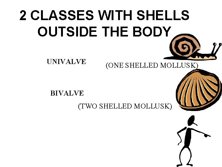 2 CLASSES WITH SHELLS OUTSIDE THE BODY UNIVALVE (ONE SHELLED MOLLUSK) BIVALVE (TWO SHELLED