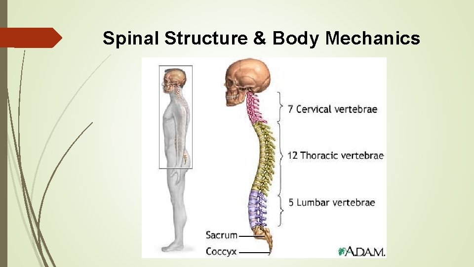 Spinal Structure & Body Mechanics 