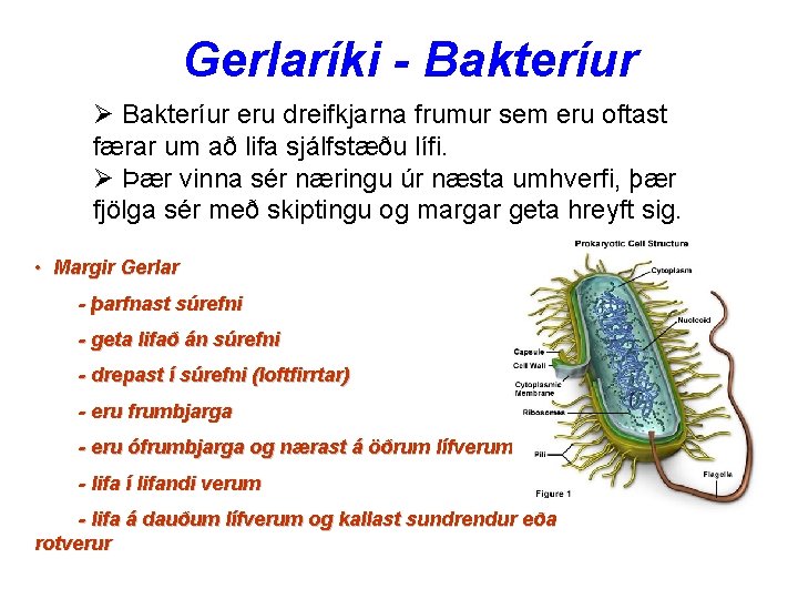 Gerlaríki - Bakteríur Ø Bakteríur eru dreifkjarna frumur sem eru oftast færar um að