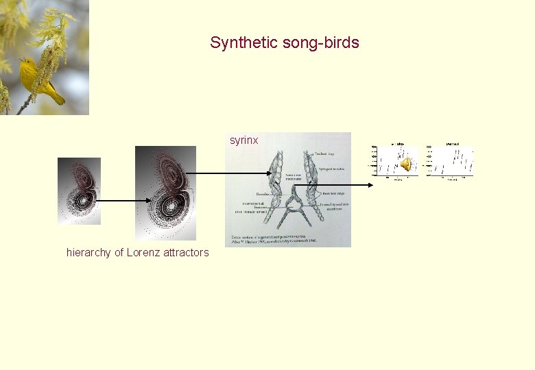 Synthetic song-birds syrinx hierarchy of Lorenz attractors 