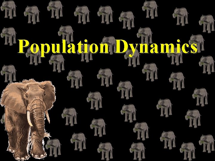 Population Dynamics 