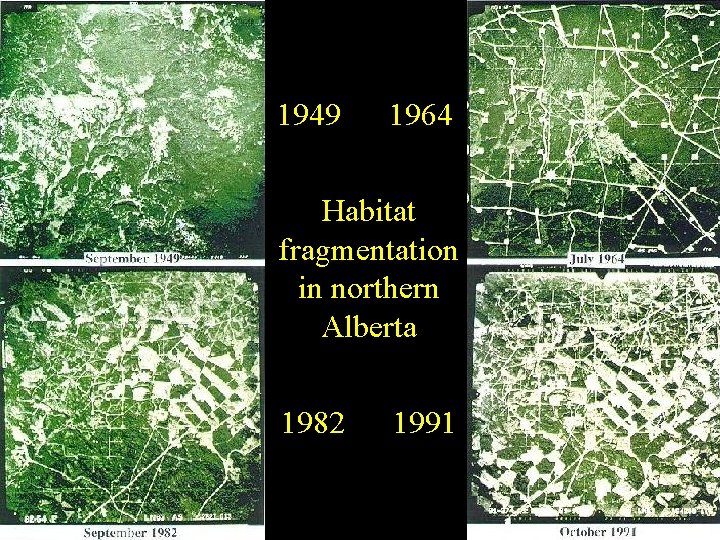 1949 1964 Habitat fragmentation in northern Alberta 1982 1991 