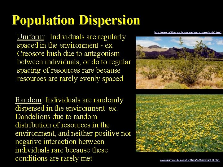 Population Dispersion Uniform: Individuals are regularly spaced in the environment - ex. Creosote bush