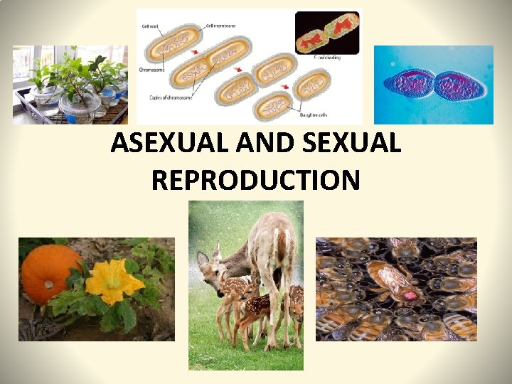 ASEXUAL AND SEXUAL REPRODUCTION 