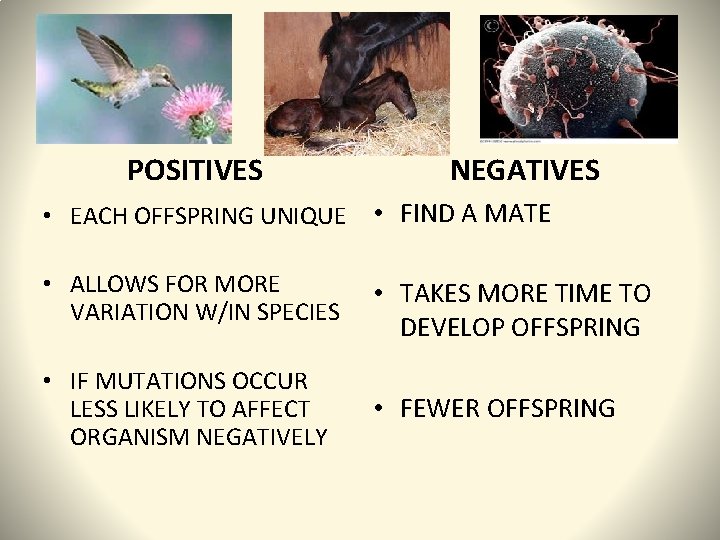 5 POSITIVES NEGATIVES • EACH OFFSPRING UNIQUE • FIND A MATE • ALLOWS FOR