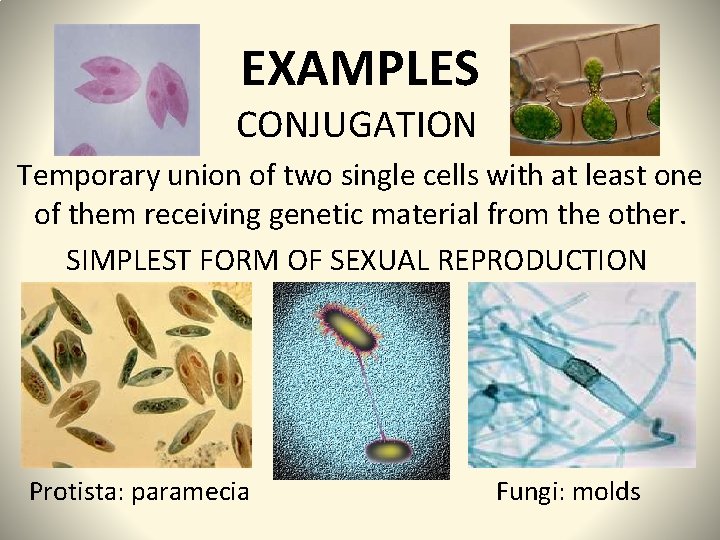 EXAMPLES CONJUGATION Temporary union of two single cells with at least one of them