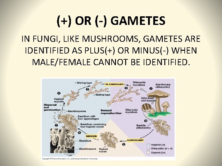 (+) OR (-) GAMETES IN FUNGI, LIKE MUSHROOMS, GAMETES ARE IDENTIFIED AS PLUS(+) OR