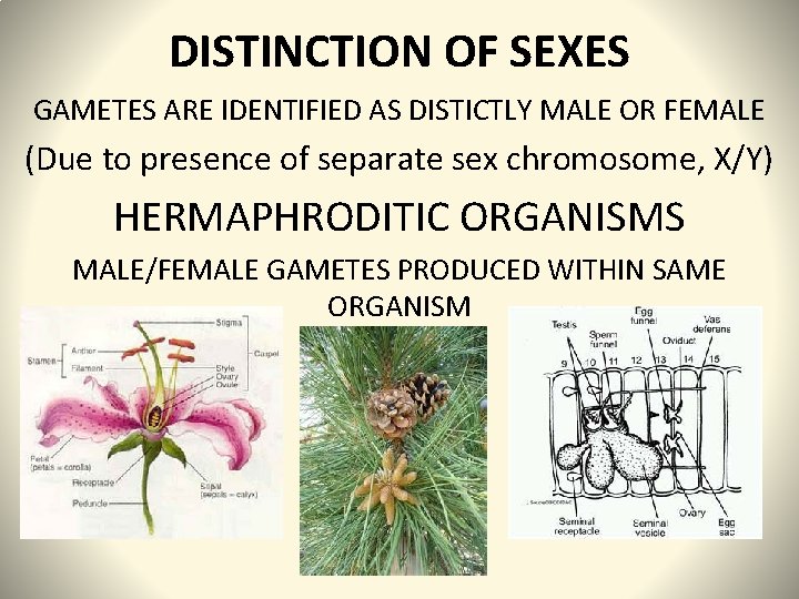 DISTINCTION OF SEXES GAMETES ARE IDENTIFIED AS DISTICTLY MALE OR FEMALE (Due to presence