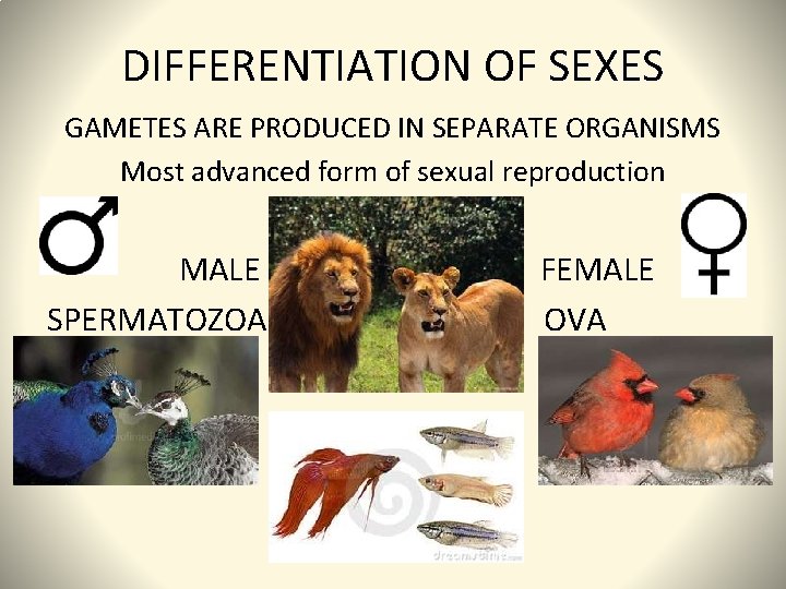 DIFFERENTIATION OF SEXES GAMETES ARE PRODUCED IN SEPARATE ORGANISMS Most advanced form of sexual