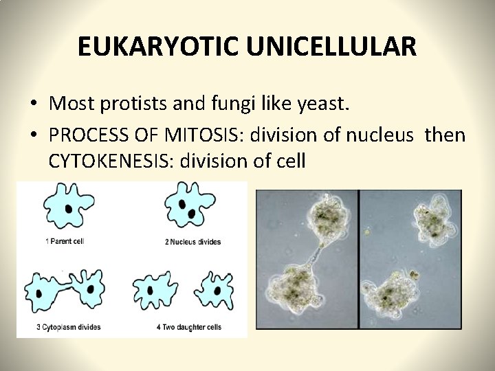 EUKARYOTIC UNICELLULAR • Most protists and fungi like yeast. • PROCESS OF MITOSIS: division