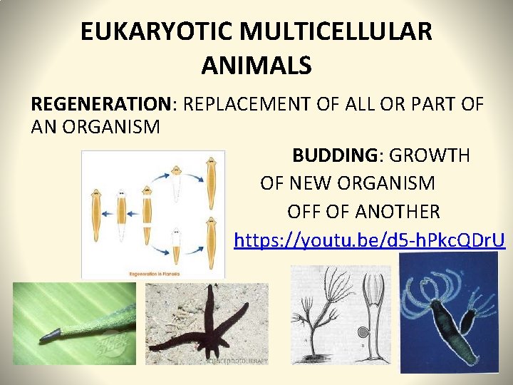 EUKARYOTIC MULTICELLULAR ANIMALS REGENERATION: REPLACEMENT OF ALL OR PART OF AN ORGANISM BUDDING: GROWTH
