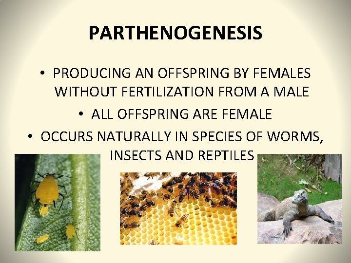 PARTHENOGENESIS • PRODUCING AN OFFSPRING BY FEMALES WITHOUT FERTILIZATION FROM A MALE • ALL