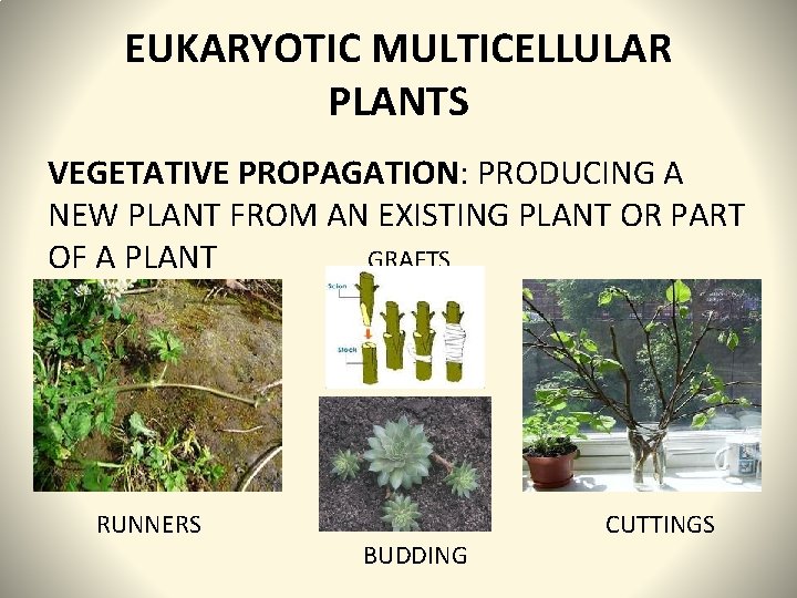 EUKARYOTIC MULTICELLULAR PLANTS VEGETATIVE PROPAGATION: PRODUCING A NEW PLANT FROM AN EXISTING PLANT OR